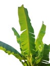 Green banana leaf isolated