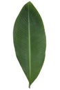 Green banana leaf