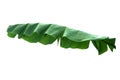 Green banana leaf isolated on white background with clipping path for design elements, summer background Royalty Free Stock Photo