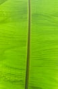 Green banana leaf macro background Royalty Free Stock Photo