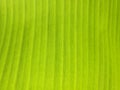 Green banana leaf in midday sunlight