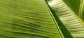 Green Banana leaf in nature, Banana leaves