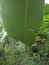 green banana leaf sloping down in Indonesia