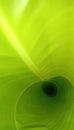 Green banana leaf taken in a beautiful lightning phage Royalty Free Stock Photo