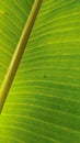 Green banana leaf texture and lines reflect natural sunlight. Royalty Free Stock Photo