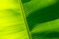 Green banana leaf texture, full frame background Royalty Free Stock Photo
