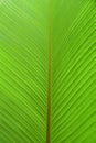 Green banana leaf textured. Fresh banana leaf background. Nature background.