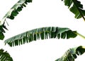 Green banana leaf , green tropical foliage texture isolated on white background of file with Clipping Path Royalty Free Stock Photo