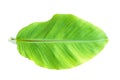 Green banana leaf , green tropical foliage texture isolated on white background of file with Clipping Path Royalty Free Stock Photo