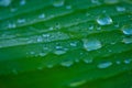 a green banana leaf with water droplets on it. Royalty Free Stock Photo