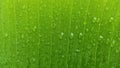 Green banana leaf with waterdrops background and texture after rain