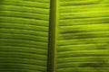 Green banana leaf wet, Banana leaves zoom in close Royalty Free Stock Photo