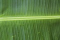 Green banana leaf wet, Banana leaves zoom in close Royalty Free Stock Photo