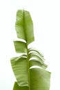 Green banana leaf Royalty Free Stock Photo