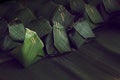 Green banana leaf wrap, thai stye dessert package background.