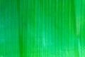 Green banana leave background.