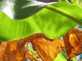 Green Banana leaves and bright sunlight, texture and pattern on the surface of leaves with dried leaf background. Royalty Free Stock Photo