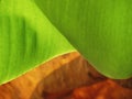 Green Banana leaves and bright sunlight, texture and pattern on the surface of leaves with dried leaf background. Royalty Free Stock Photo