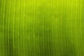 Green banana leaf wet, Banana leaves zoom in close Royalty Free Stock Photo