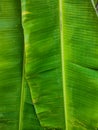 A pair of green banana leaves in my garden