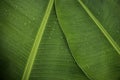 Green banana leaves with raindrops background, wallpaper