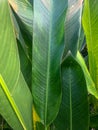 Green banana leaves with sunlight