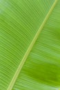 Green Banana leaves texture Royalty Free Stock Photo