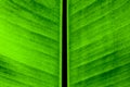 Green banana leaves texture. Royalty Free Stock Photo