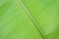 Green banana leaves texture Royalty Free Stock Photo