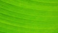 Green banana leaves texture. Royalty Free Stock Photo