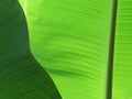 Green Banana leaves, texture and pattern on the surface of leave Royalty Free Stock Photo