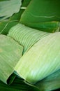 Green banana leaves texture Royalty Free Stock Photo
