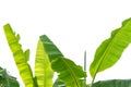 Green banana leaves tree on white background Royalty Free Stock Photo