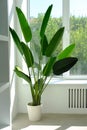 Green banana palm in a pot. Large green palm plant in the office, plants in the interior Royalty Free Stock Photo