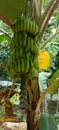 Green banana plantain in kerala garden