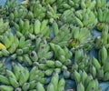 Green banana for sale at rural market