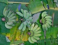 Green banana for sale at rural market