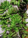 Green Banana in sri lanka
