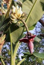 Green banana tree with a bunch of bananas Royalty Free Stock Photo