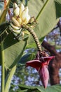 Green banana tree with a bunch of bananas Royalty Free Stock Photo