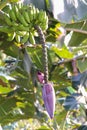 Green banana tree with a bunch of bananas Royalty Free Stock Photo