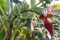 Green banana tree with a bunch of bananas Royalty Free Stock Photo