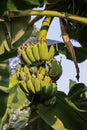 Green banana tree with a bunch of bananas Royalty Free Stock Photo