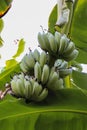 Green banana tree with a bunch of bananas Royalty Free Stock Photo