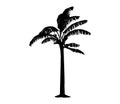 silhouette of banana tree set on white background vector art black color Royalty Free Stock Photo