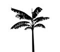 silhouette of banana tree set on white background vector art black color Royalty Free Stock Photo