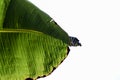 Green Banana tree Leaf close up Royalty Free Stock Photo