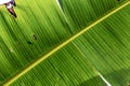 Green Banana tree Leaf close up Royalty Free Stock Photo