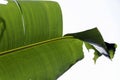 Green Banana tree Leaf close up Royalty Free Stock Photo