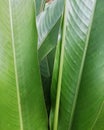 Green banana tree leaves leaves pattern Royalty Free Stock Photo